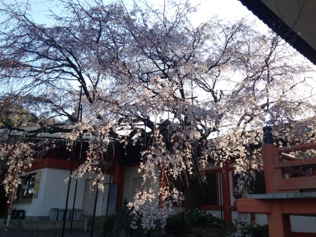 寺のしだれ桜.JPG
