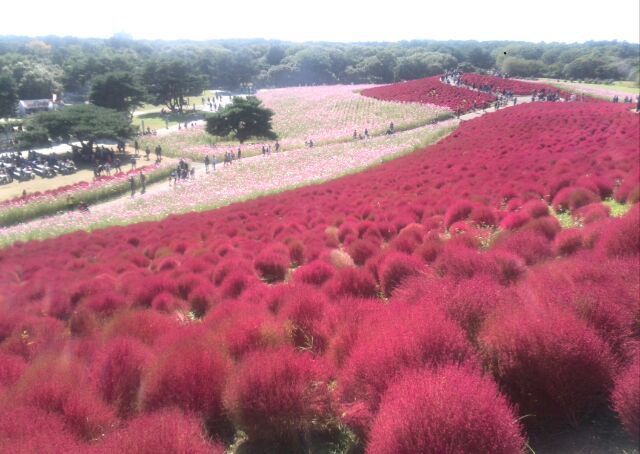 ひたち海浜公園１.jpg