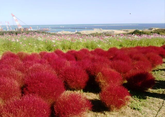 ひたち海浜公園３.jpg