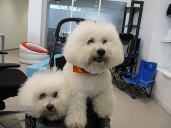 IMG_0732.JPGのサムネール画像のサムネール画像