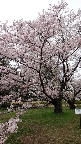 佐倉　桜　11.jpg