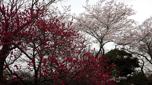 佐倉　桜.jpg