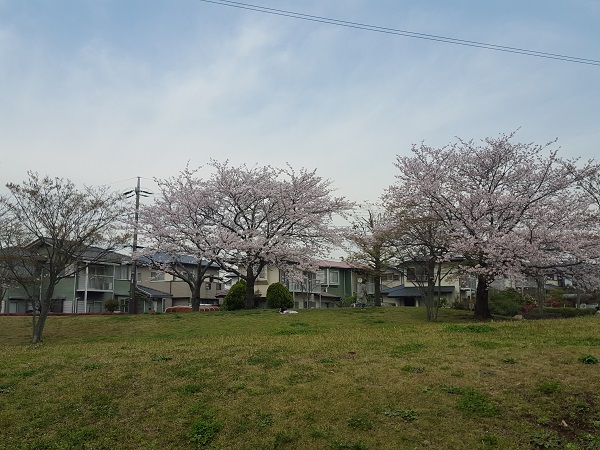 国分寺の桜.jpg
