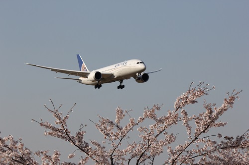 Ｂ７８７さくら.JPG