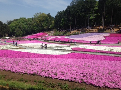 芝桜.JPG