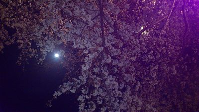 月と桜.jpg