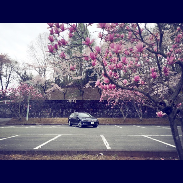 sakura&passat 2.JPG