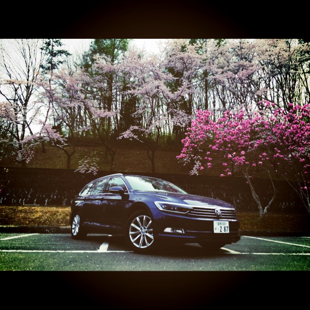 sakura&passat.JPG