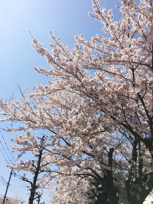 桜.PNG