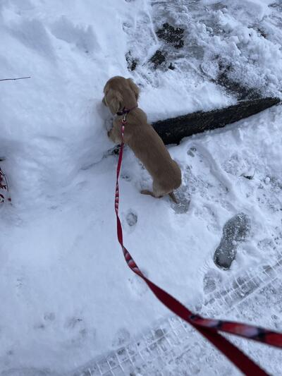 ねね　雪.JPG