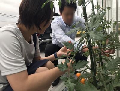 とまと収穫.jpg