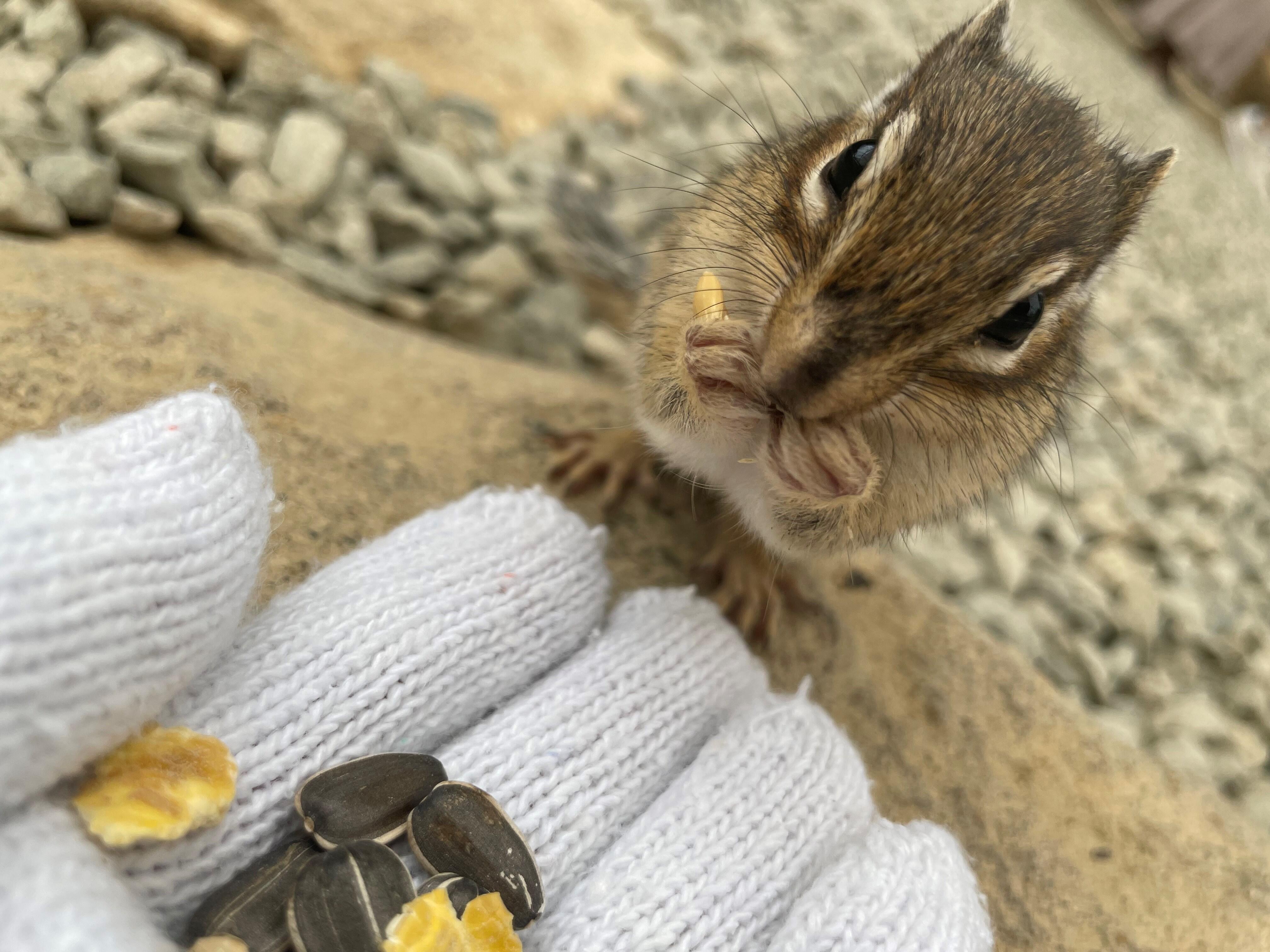 シマリス.jpg