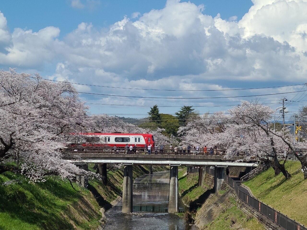 桜3.jpg