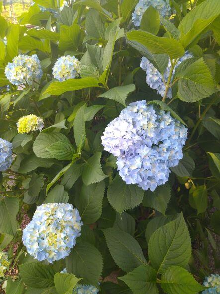 thumbnail_DSC_1601.jpg