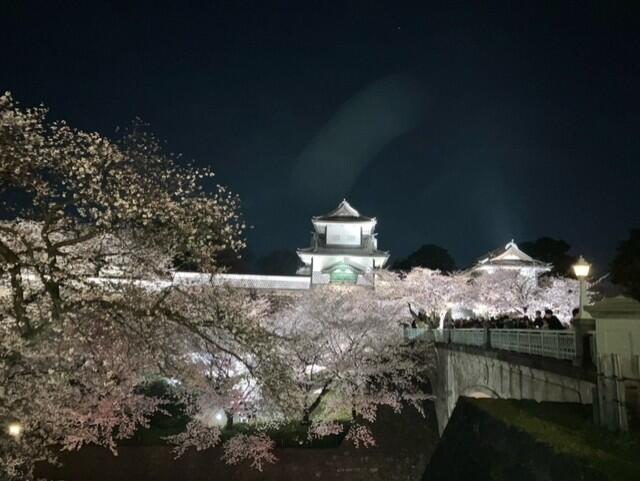 夜桜.jpg