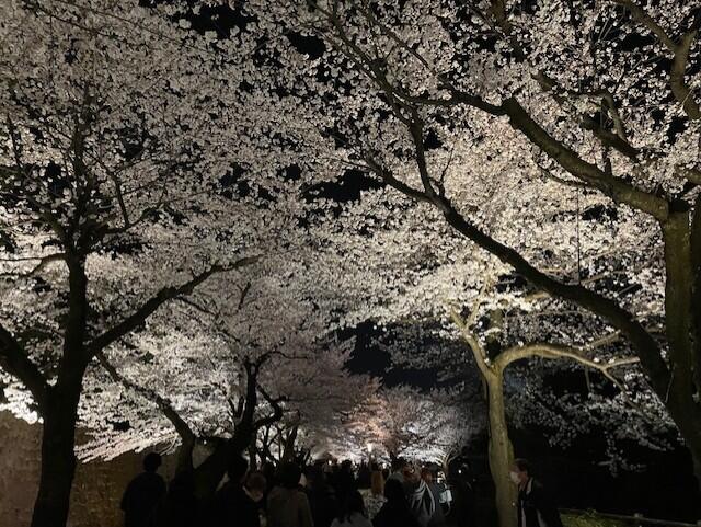 桜アーチ.jpg