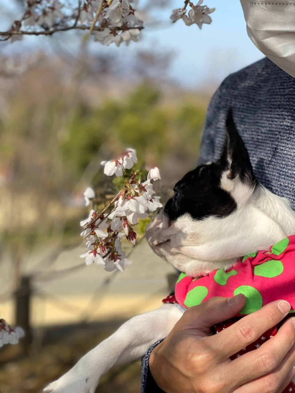 犬&桜.png