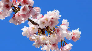 桜.png