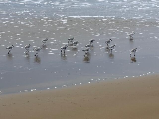 image0 (74).jpeg
