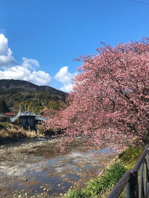 川桜.jpeg