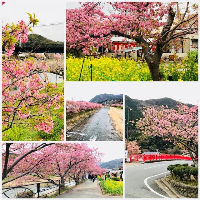 河津桜.jpg