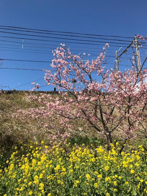 菜の花桜.jpeg