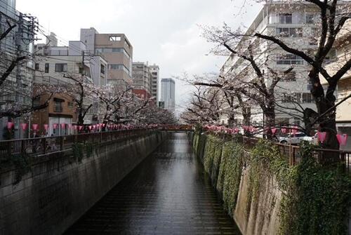 桜と川DSC01671.jpg