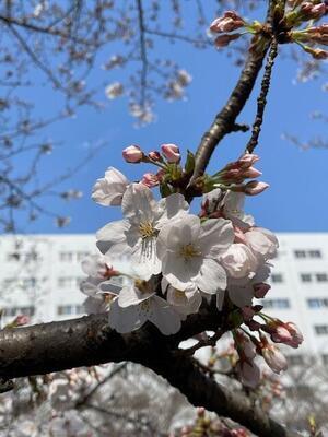 桜1IMG_4001.jpg