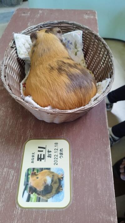 モルモット.jpg