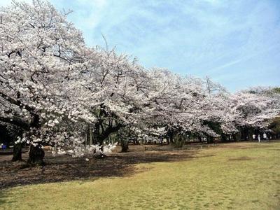 花見　公園.jpeg