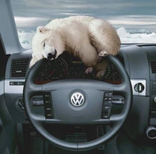 volkswagen-touareg-4x4-polar-bear-baby-small-37787.jpg