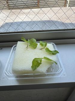 ミント1日目.jpg