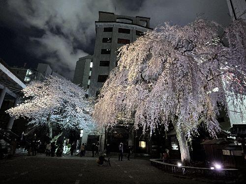 夜桜.jpg