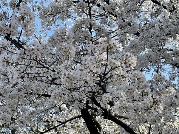 リサイズ桜.jpg