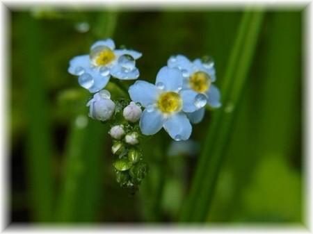 雨降り花1.jpg