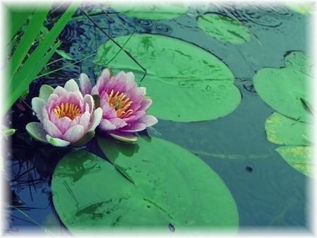 雨降り花2.jpg
