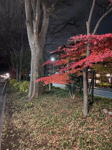 氷川参道（夜）IMG_3760.jpg