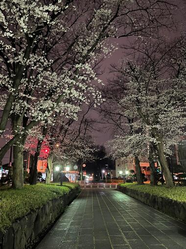 夜桜3IMG_7557.jpg