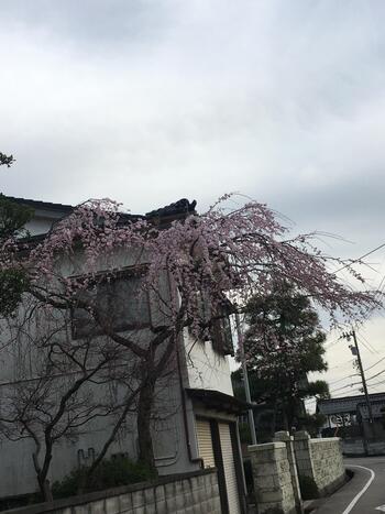 枝垂桜